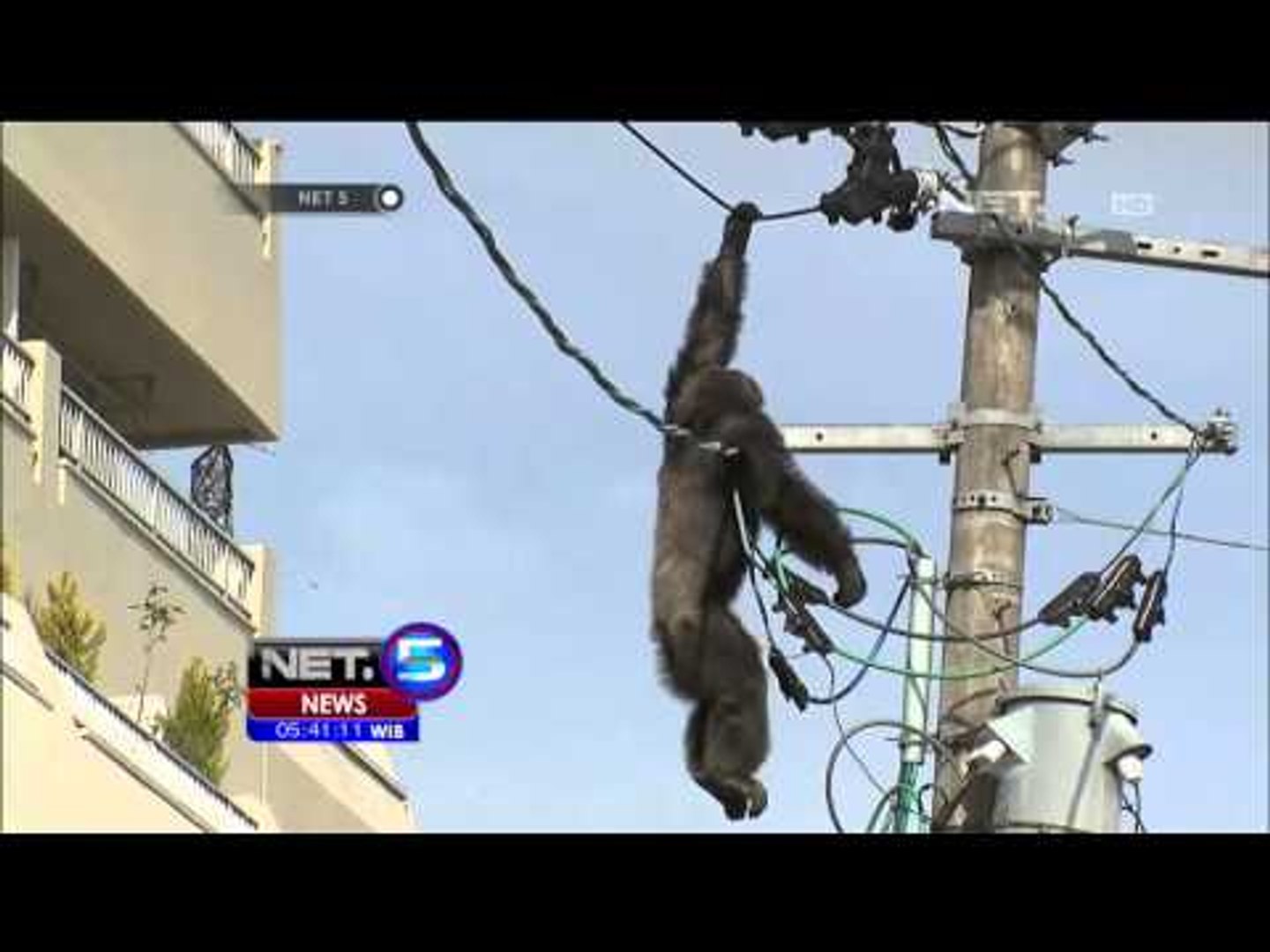 Simpanse Kabur dari Kebun Binatang - NET5