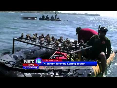 Puluhan TNI Tanam Terumbu Karang di Perairan Situbondo - NET12