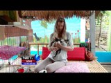 VIla Kitty, Surga Pecinta Kucing di Ubud, Bali - NET12