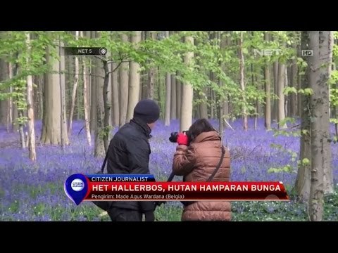 Indahnya Hamparan Bunga Cantik Ini di Belgia - NET5