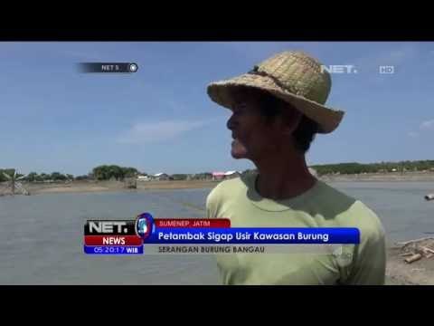 Ribuan Burung Bangau Menyerang Tambak Udang dan Ikan - NET5