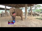 Cara Unik Menidurkan Gajah Dengan Bernyanyi - NET24