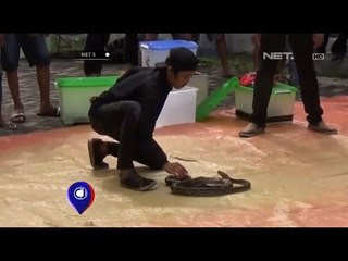 Menangani Ular Liar Tanpa Harus Membunuh - NET5
