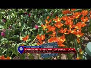 Keindahan 75 ribu Kuntum Tulip di Festival Tulip mania Singapura - NET12