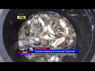 Perburuan Besar-besaran, Populasi Teripang Terancam - NET5