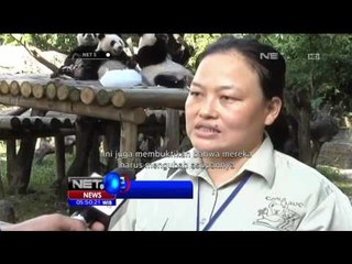 Panda Kembar Tiga Disapih, Cina - NET5