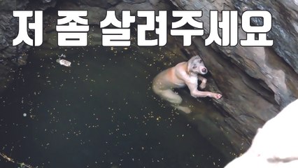 [자막뉴스] 우물에 빠진 '앙상한 개' 긴급 구조 / YTN