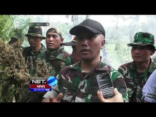 15 Hektar Ladang Ganja Dimusnahkan TNI - NET5