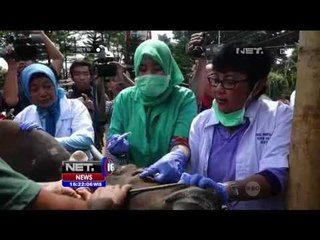 Lahan Khusus untuk Pedagang Hewan Kurban -NET16 7 Sept