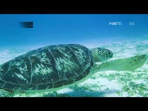 Dari Kampung Nelayan Jadi Destinasi Wisata di Labuan Bajo - NET16