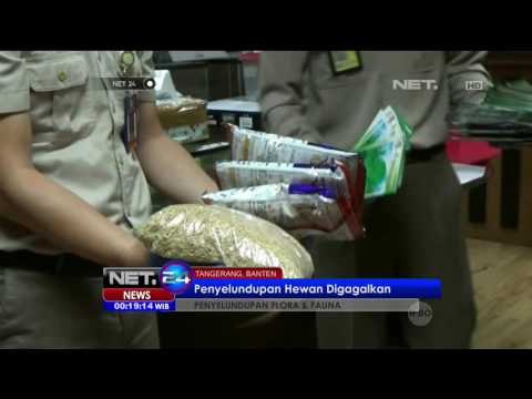 Petugas Gagalkan Penyelundupan Puluhan Satwa Liar yang akan Dikirim ke Luar Negeri - NET24