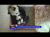 Bayi Panda Kembar Lahir Sehat Agustus Lalu - NET 5