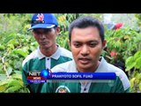 Tradisi Wiwit Kopi, Sambut Panen Raya Kopi - NET12