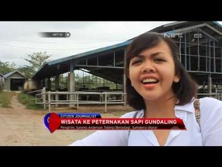 Wisata ke Peternakan Sapi Gundaling - NET 10
