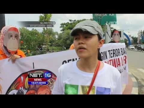 Kampanye Anti Senapan Angin, Orang Utan Terancam Ditembak di Samarinda - NET16