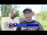 Petugas BKSDA Lepas Liarkan Bangau dan Elang di Samarinda - NET5