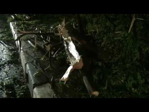 Pohon Tumbang di Kawasan Bintaro - NET24