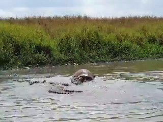 Saltwater Crocodiles Feast on Cow in Northern Australia's Mary River
