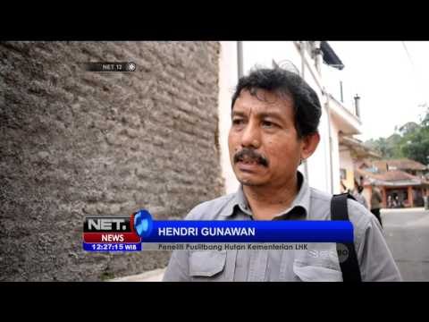 Penyebab Macan Tutul Turun ke Permukiman Warga di Ciamis - NET12