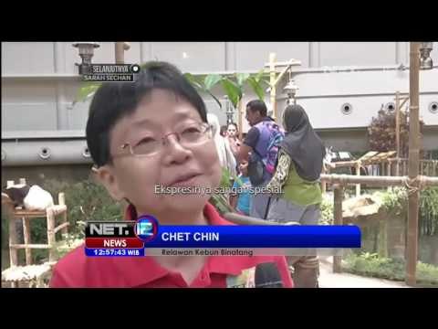 Panda Bernama Liang Liang Berulang Tahun Ke 10 di Malaysia - NET12
