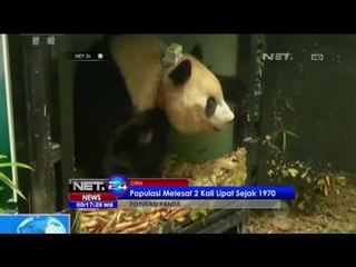 Pemerintah Cina Berhasil Lestarikan Panda Hingga 2000 Lebih - NET24