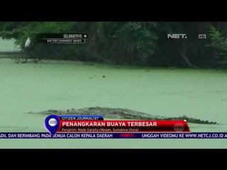 Rumah Bagi 2.000 Ekor Buaya - NET 10