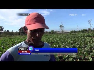 Kekeringan, Petani di Sumenep Beralih Menanam Tembakau - NET12