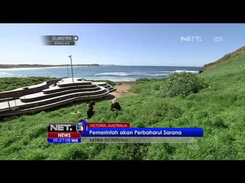 Ratusan Turis Saksikan Pulangnya Ribuan Ekor Penguin di Pantai Phillip Islan Australia - NET5
