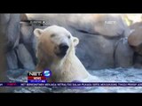 Koleksi Beruang Baru di Lincoln Park Zoo, Chicago-AS - NET5