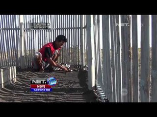 Penangkaran Tukik di Banyuwangi - NET12