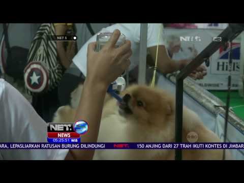 Ratusan Anjing Meriahkan Kontes Anjing di Jimbaran, Bali - NET5