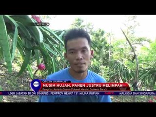 Suksesnya Panen Buah Naga - NET 10