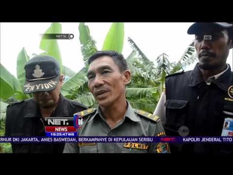 Petugas Karantina Pelabuhan Bakauheni Gagalkan Penyelundupan 416 Ekor Burung - NET16