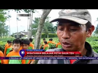 Wisata Petik Daun Teh - NET 10