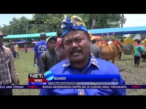 Babak Final Festival Sapi Sonok Tingkat Madura 2016 Diikuti 24 Pasang Sapi - NET5