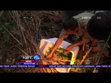 Empat Ekor Kukang Dilepaskan oleh BKSDA SUMUT dan ICSP Indonesia - NET24
