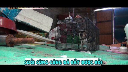 Giải cứu mèo mẹ và mèo con bị lưới cước quấn chặt quanh người
