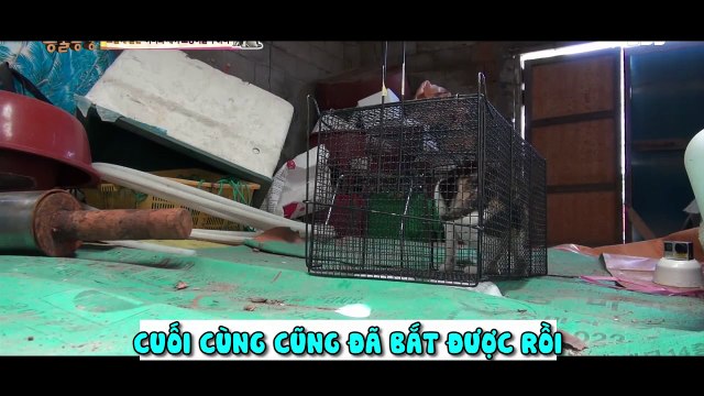 Giải cứu mèo mẹ và mèo con bị lưới cước quấn chặt quanh người