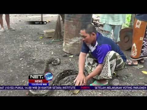 Ular Raksasa Ditangkap Warga Arjasa Situbondo - NET12