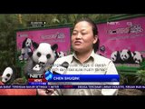 Panda Kembar Tiga Aktif Bermain Saat Musim Dingin Dirasakan di Selatan Cina - NET5