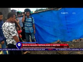Seekor Buaya Muncul Diduga Tersesat dari Habitanya - NET 10