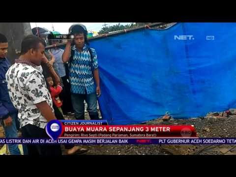 Seekor Buaya Muncul Diduga Tersesat dari Habitanya - NET 10