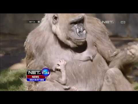 Lahirnya Bayi Gorilla Tambah Koleksi Gorilla di Kebun Binatang San Diego AS - NET24