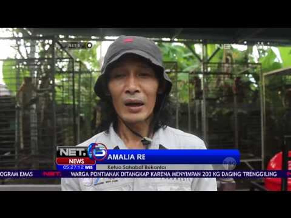 Warga Banjarmasin Menyerahkan Satwa Dilindungi - NET 5
