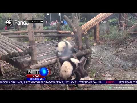 Keseruan Anak Panda yang Sedang Belajar - NET5