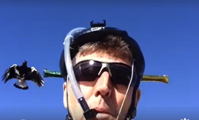 Doctor Creates Anti-Magpie Helmet Using Party Poppers and Garden Hose