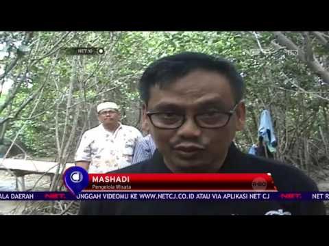 Wisata Hutan Mangrove - NET 10