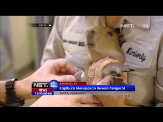 Aksi Lucu Kelahiran Bayi Kapibara di San Diego AS - NET12