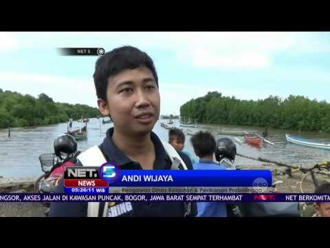 Penyu Hijau Raksasa Terjebak di Jaring Ikan - NET5