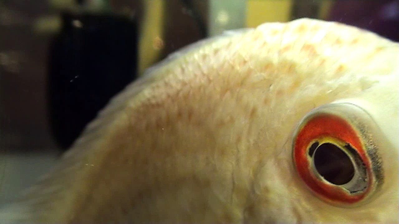 Love Fish